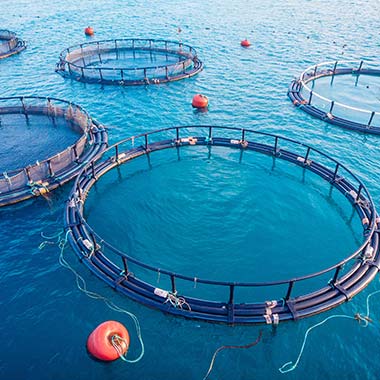 Akvakultúrne sieťové ohrady používané na chov morských živočíchov. Vedľajším produktom tohto chovu je amoniak, ktorý môže byť tiež toxický pre ryby.
